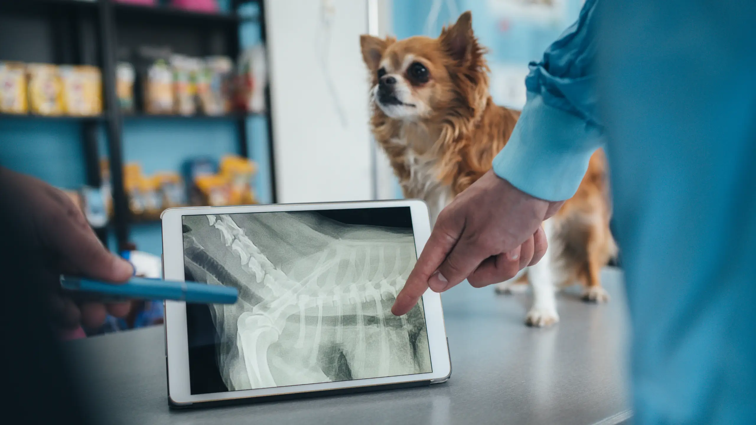 Radiología Veterinaria | Idivet