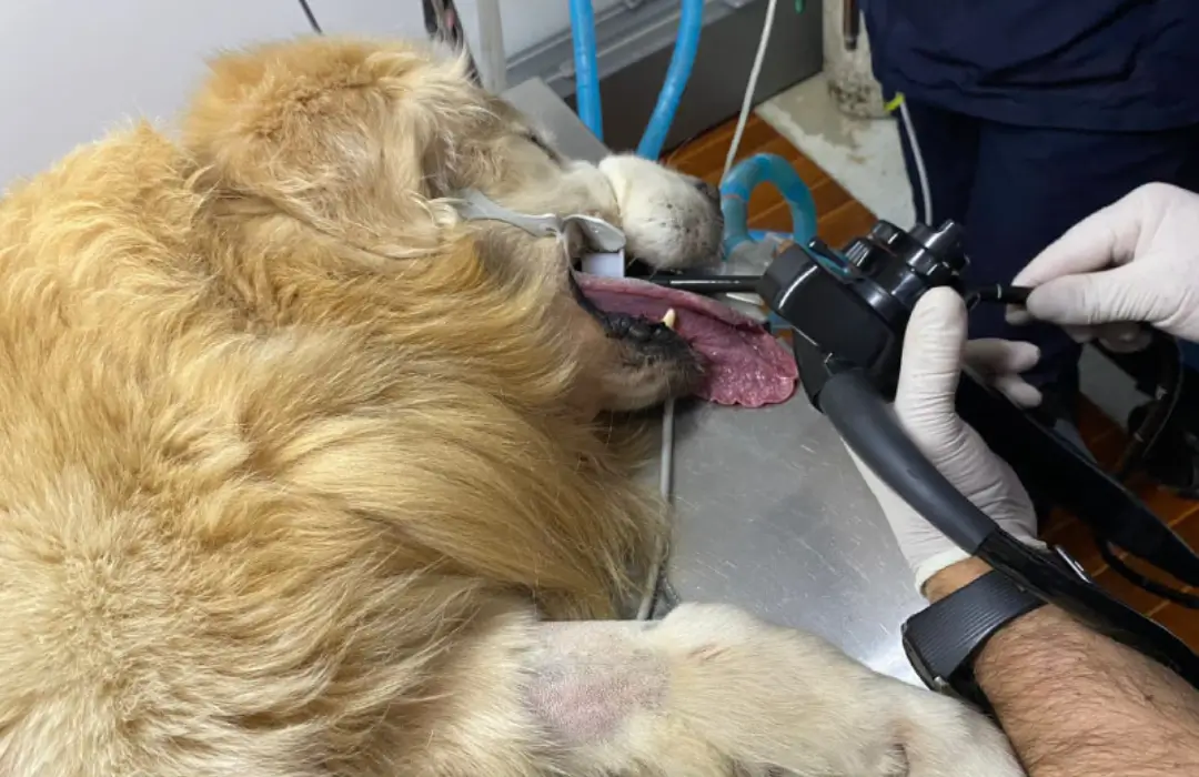 Endoscopia Veterinaria en Bogotá