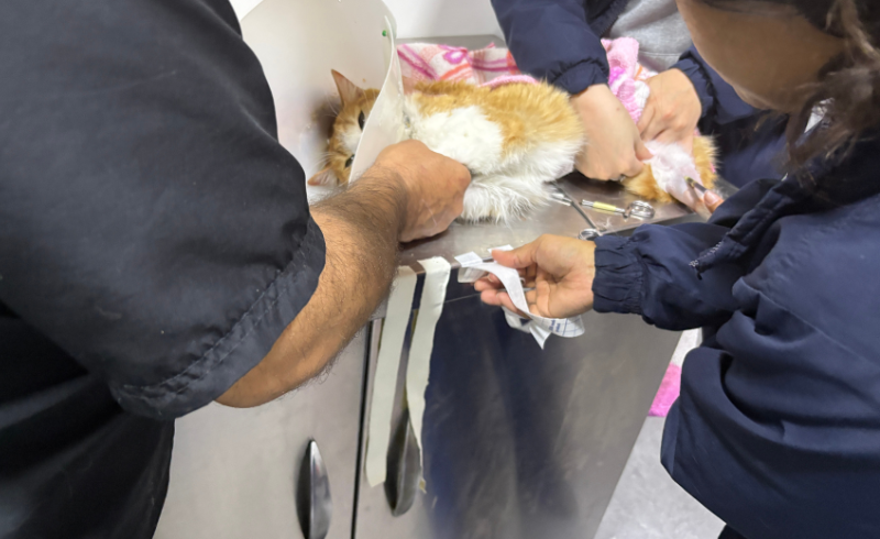 Cuadro hemático en gatos