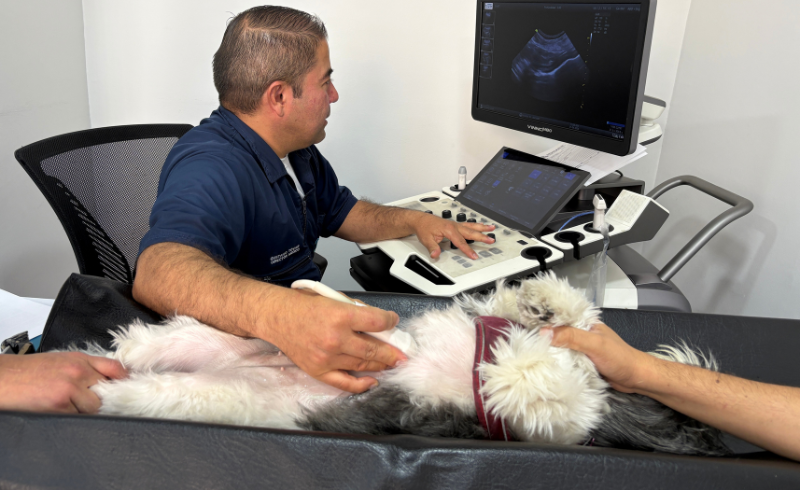 Ecografía veterinaria en Bogotá