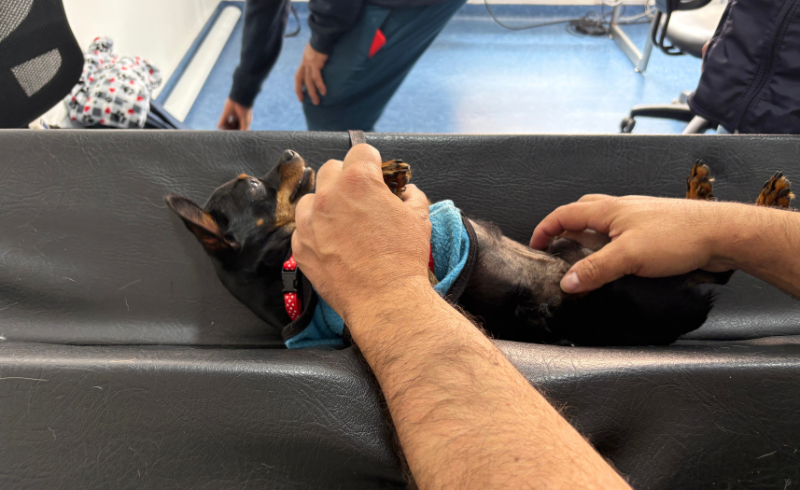 Ecografía para perros