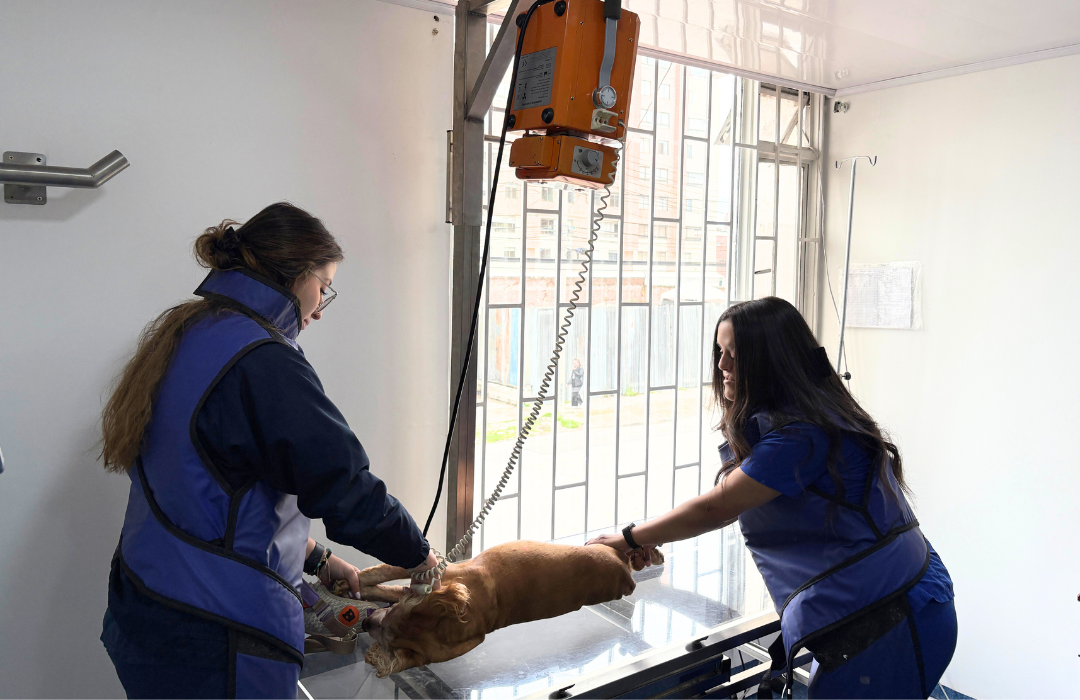 Radiografía Veterinaria en Idivet