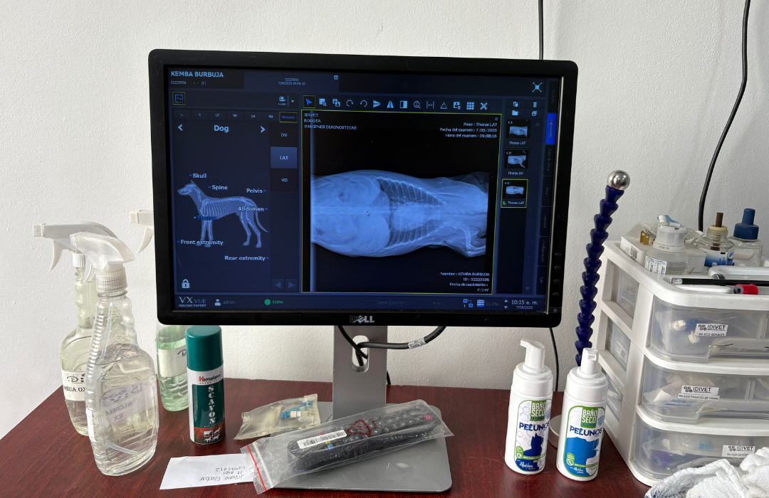 Radiografía en perro