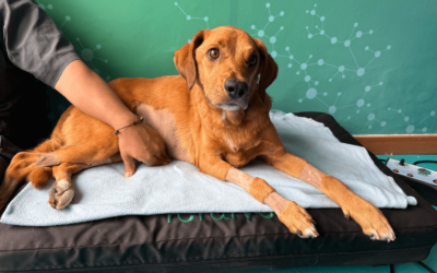 Magnetoterapia para perros: terapia alternativa para aliviar dolor e inflamación