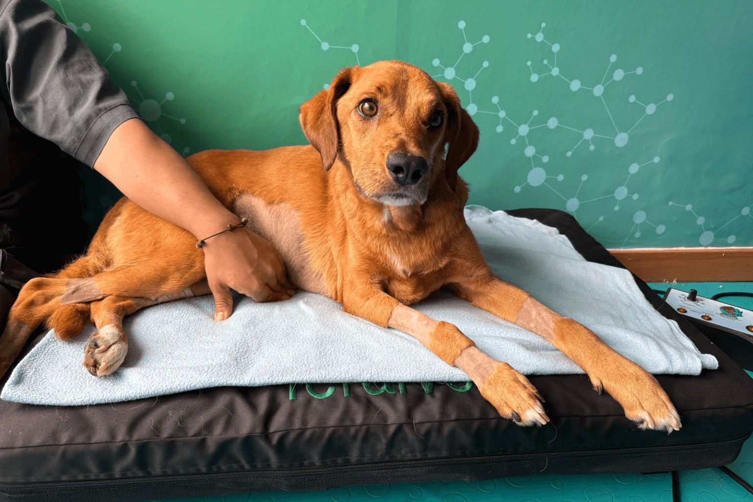 Magnetoterapia veterinaria
