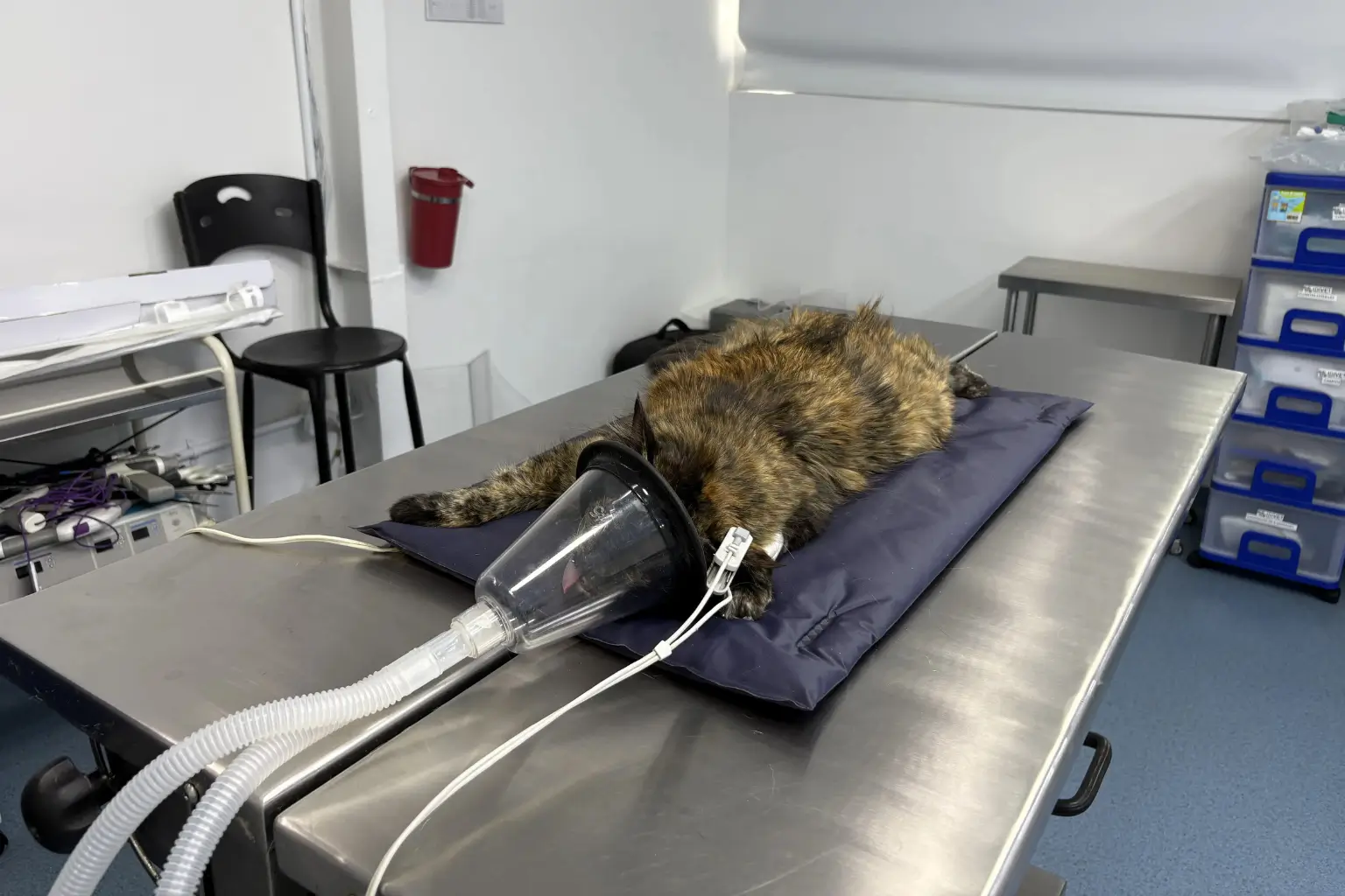 Traqueobroncoscopia veterinaria
