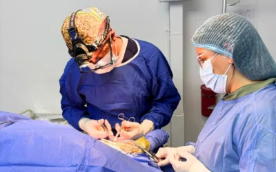 Cirugía TTA en perros: todo lo que debes saber sobre esta técnica ortopédica
