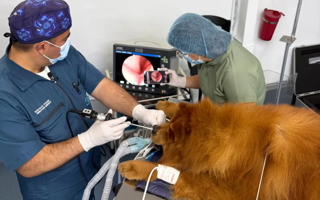 Rinoscopia veterinaria: diagnóstico avanzado para perros y gatos