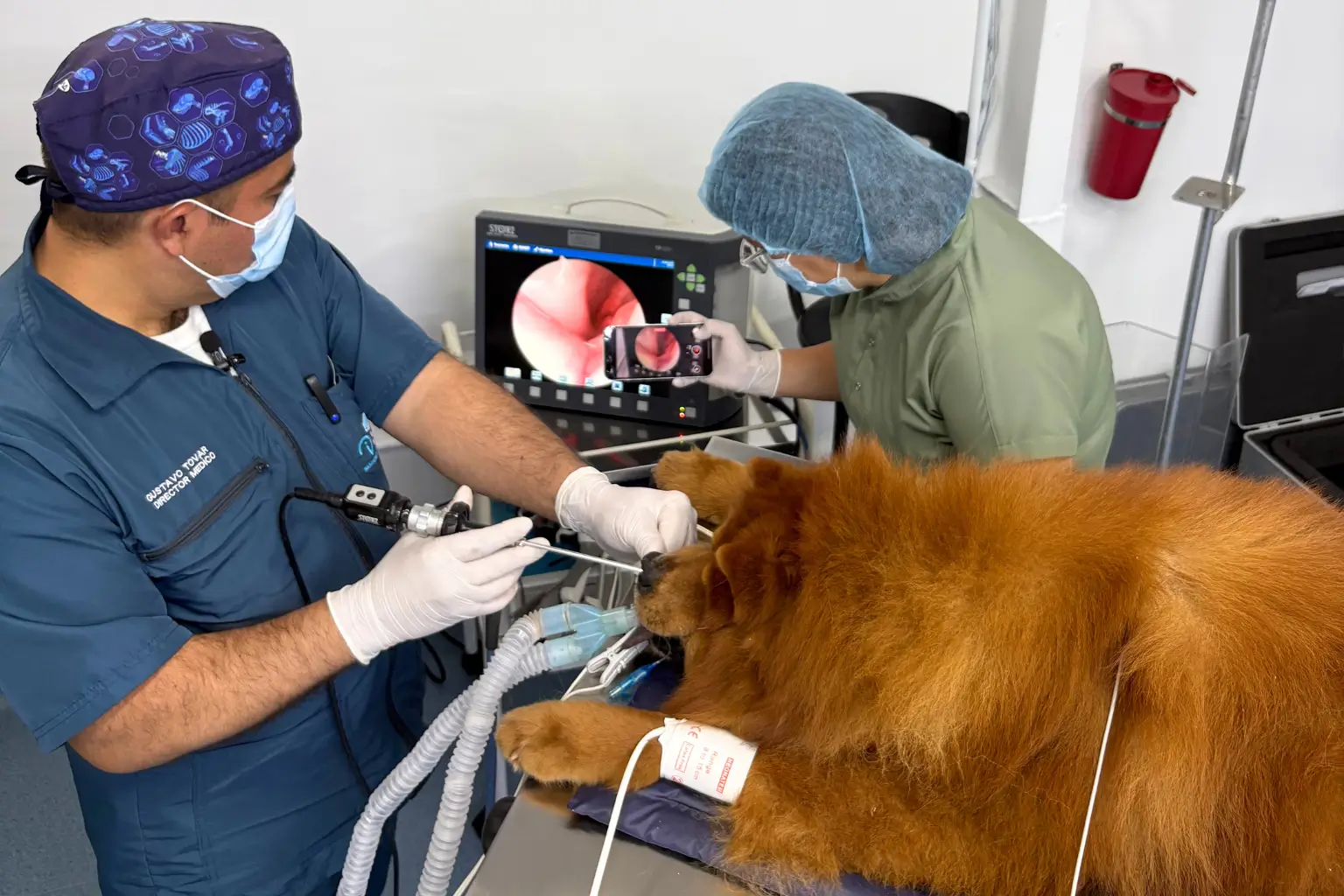 Rinoscopia veterinaria en Bogotá