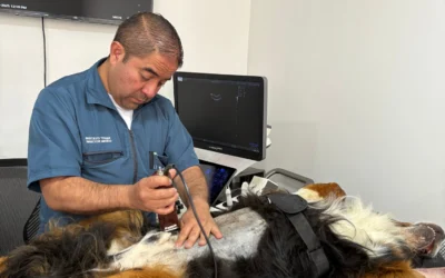 Ecografía para perros: el examen clave para cuidar su salud interna